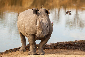 Fototapeta na wymiar rhino in the river