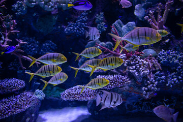 Tropical colorful fish swimming around corrals in fluorescent blue and pink light.