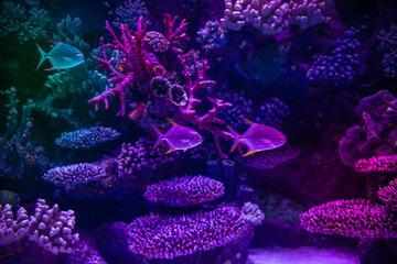 Tropical colorful fish swimming around corrals in fluorescent blue and pink light.