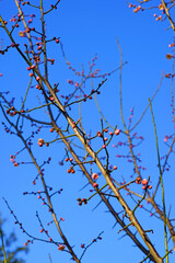 Pink flower blooms of the Japanese ume apricot tree, prunus mume