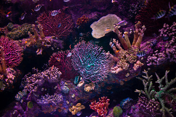 Tropical colorful fish swimming around corrals in fluorescent blue and pink light.