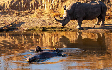 Hippo in water with a rhino looking on