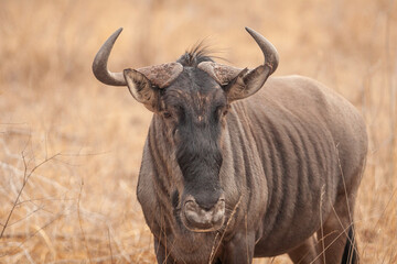 wildebeest in masai mara country