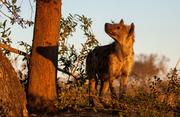 Hyena at the base of a tree in South Africa