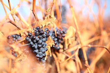 Vineyard in autumn.Spoiled black grapes. The remaining bunches of black grapes after harvesting. Agricultural work.Copy space.