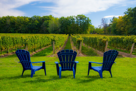 Vineyards Of A Winery In Niagara Valley, Ontario, Canada