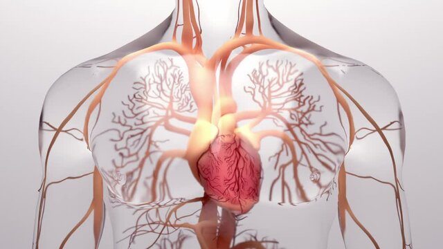 Human heart, 3d rendering, medically accurate illustration of the human heart anatomy
 with venous system