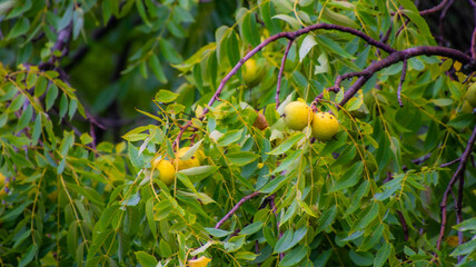 Beautiful walnut tree with its nuts that begs to be picked