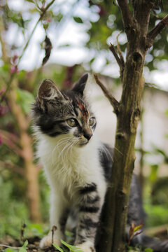 Cute kitten playing in the yard. Kitten stock photo