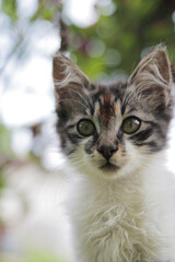 Close-up view of cute kitten in the yard. Kitten stock photo