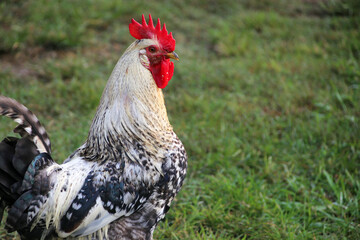 Barney the rooster at Heavenly Acres Farm in Ranger, Georgia.