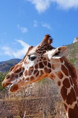 Portrait of a giraffe head