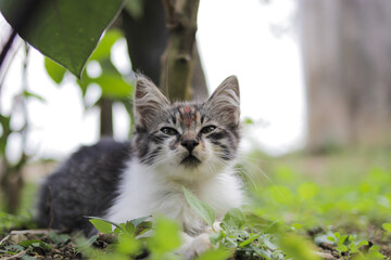Cute kitten playing in the yard. Kitten stock photo