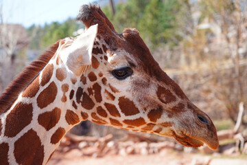 Portrait of a giraffe head