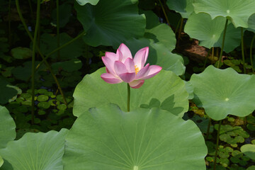 lotus in water