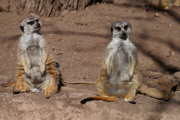 View of a two meerkat (suricate Suricata suricatta) standing up