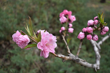Fototapeta premium flower