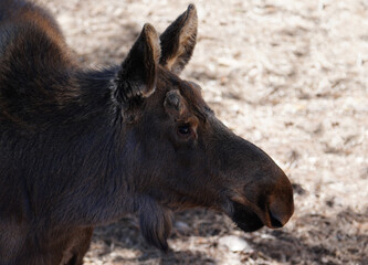 Fototapeta premium Portrait of a juvenile bull moose in Colorado, USA