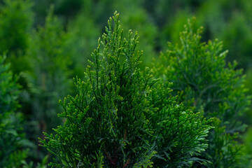 The top of the western thuja against the background of seedlings in the nursery. Detail photography