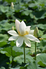 lotus in water