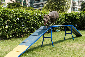 Pit bull dog jumping the obstacles while practicing agility and playing in the dog park. Dog place with toys like a ramp and tire for him to exercise.