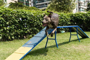 Pit bull dog jumping the obstacles while practicing agility and playing in the dog park. Dog place with toys like a ramp and tire for him to exercise.