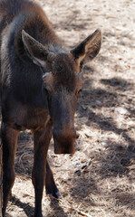 Portrait of a juvenile bull moose in Colorado, USA