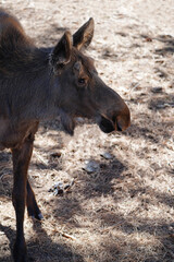Fototapeta premium Portrait of a juvenile bull moose in Colorado, USA