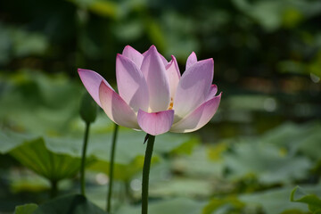 Obraz premium lotus in water