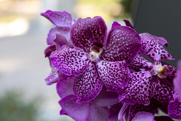 Naklejka na ściany i meble Branch of purple orchid Vanda Coerulea in a greenhouse