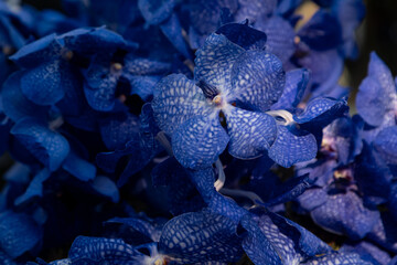background of dark blue orchids Vanda Coerulea