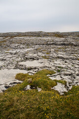 Fototapeta na wymiar Field of Rock and Moss in Ireland