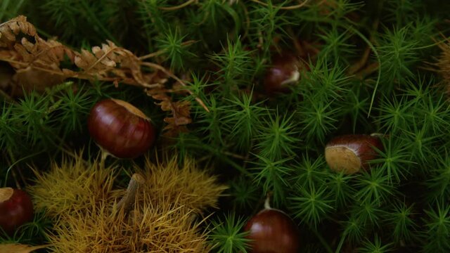 CLOSE UP: Spiky chestnut shells and brown kernels lie on the mossy woodland ground. Detailed view of chestnuts scattered across the moss covered forest floor. Ripe chestnuts lying on the ground.
