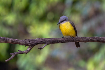 The Tropical Kingbird also known as Suiriri perched on the branches of a tree. Species Tyrannus melancholicus. Animal world. Birdwatching. Yellow bird.