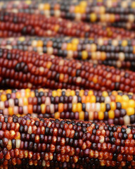 Rows of Colorful Flint Corn (also known as Indian Corn)