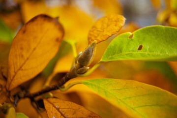 Closeup on autumn tree branches with yellow leaves