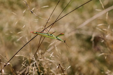 A European mantis