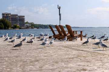 Seagulls gathered on a wharf on the shores of Gananoque on the St Lawrence River