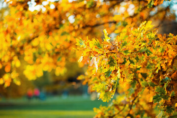 Naklejka na ściany i meble Closeup on autumn tree branches with yellow leaves