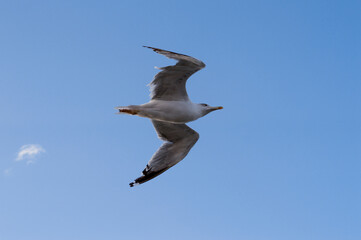 Herring Gull bird flying in a blue sky