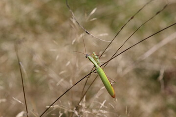 A European mantis