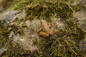 Wild frog close up view while resting on forest ecosystem,amphibian animals