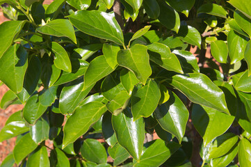 Closeup of the green leaves of a persimmon tree