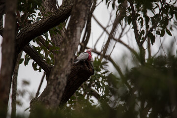 A pair of galahs investigating their nest in a tree.
