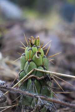 Cactus plant Eulychnia castanea Phil. known as Copao de Philippi belongs to the plant family Cactaceae.