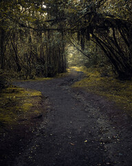 path in the woods