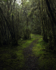 footpath in the woods