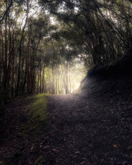 morning in the forest