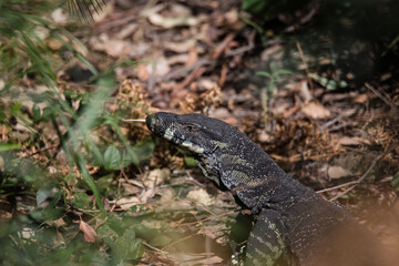Beautiful wild goanna in Australia