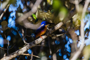 Azure Kingfishers perched on a tree branch watching over the lagoon